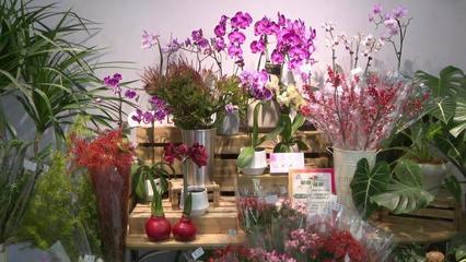 第二屆秋季進(jìn)口球根花卉展 復(fù)興公園綻放進(jìn)博同款潮流花卉，機(jī)械設(shè)備賦能綠色園藝